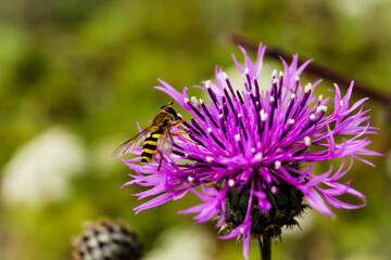 bee on a flower