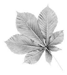 Chestnut leaf halftone vector isolated on background