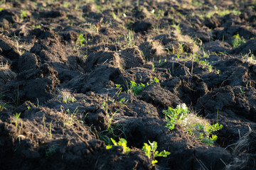 Fragment of the plowed land with weed