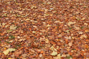 Colorful Autumn Leaves Texture/Background