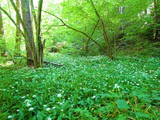 Obraz na płótnie Canvas Field of white wild garlic in a forest