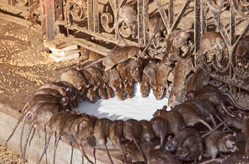 Red rats drinks milk in Shri Karni Indian temple.