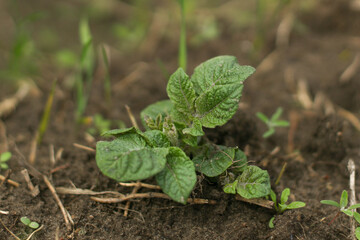 Young green potato shoots in the ground. Small green sprouts in the ground. Potato bush in the garden. Healthy potato plant in organic garden.
