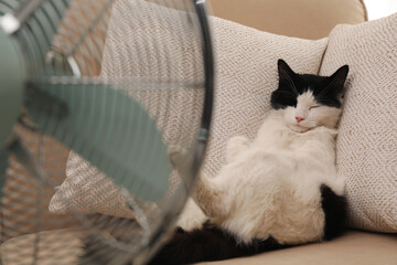 Cute fluffy cat enjoying air flow from fan on sofa indoors. Summer heat © New Africa