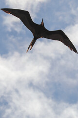 seagull in flight