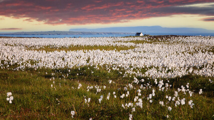 wild cotton field at Duncansby Head, John o 'Groats, Caithness, Scotland, UK