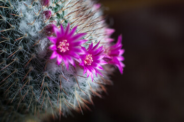 Decorative cactus with flowers and flower buds