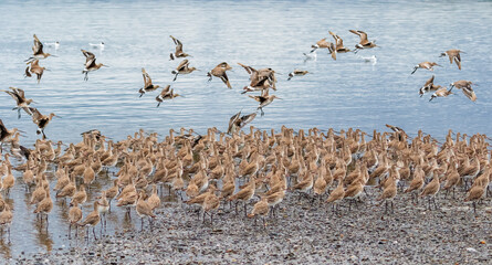 Colony of straight-billed curlews (Limosa heamastica) in their migration period, on Isla Quinchao, Chiloe, Chile