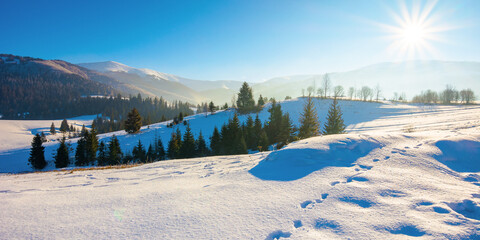 mountainous rural landscape in wintertime. wonderful frosty sunny day. trees on the snow covered hills.