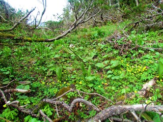 Lush alpine vegetation with white hellebore (Veratrum album)