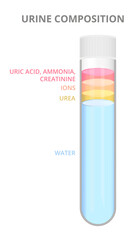 Urine composition, the composition of urine, urine components. Uric acid, ammonia, creatinine, ions, urea, and water. Laboratory glass test tube filled with urine sample isolated on white background.
