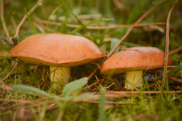 orange mushroom family in the forest