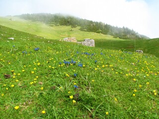 Alpine meadow with yellow and blue flowers in Slovenia