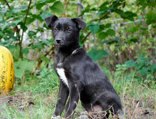Black puppy on the grass .