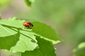 insects on a tree branch in the forest
