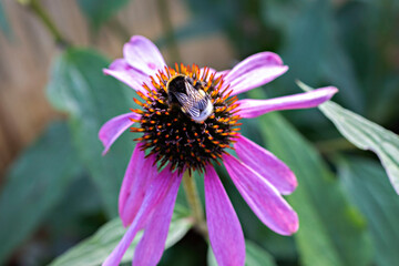 Echinacea purple flower and bee  in the garden