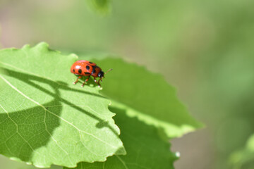 insects on a tree branch in the forest