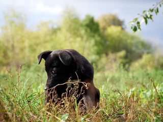 Black puppy on the grass .