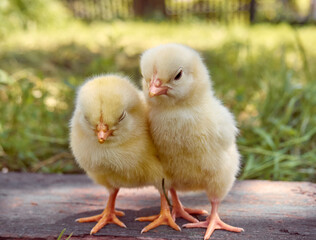 Obraz premium Little yellow cute baby chicks.