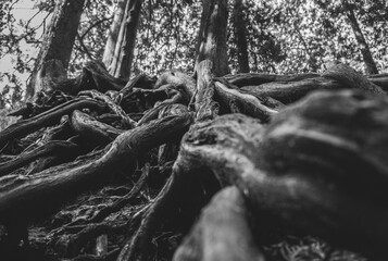 Roots B&W