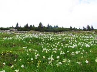 Alpine meadow with white poet's daffodil flowers in Slovenia