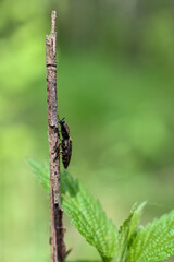 insects on a tree branch in the forest