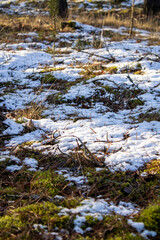 Obraz na płótnie Canvas Snow on green moss. Winter