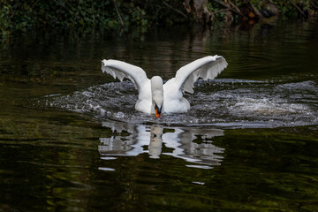 Swan Landing on the Water in a Pond