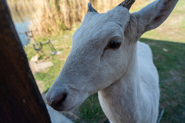 Portrait head of white deer close up