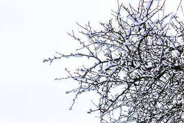 
tree branches in the snow