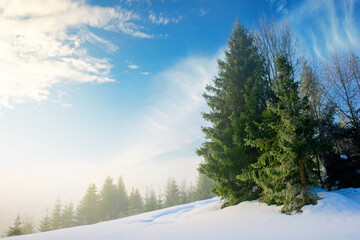 Obraz premium fog on a sunny winter morning. spruce trees among the glowing mist. beautiful scenery in mountains. hills covered in snow. cold frosty weather