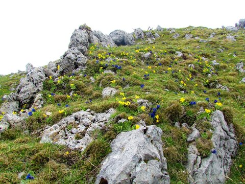 Alpine wild garden with yellow auricula and blue clusius' gentian (Gentiana clusii)