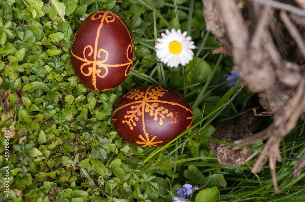 Wall mural dyed traditional easter eggs in the fresh spring grass