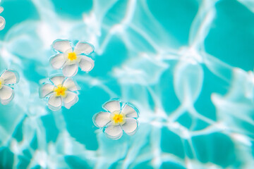 Fototapeta na wymiar Beautiful white plumeria flowers are in the iridescent water, close up, background