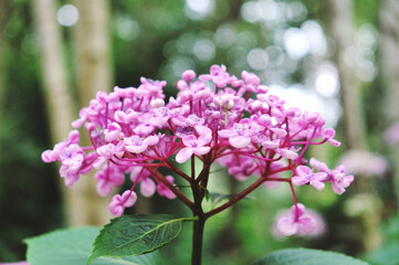 Pink Hydrangea macrophylla 'Ayesha' in flower during the summer months