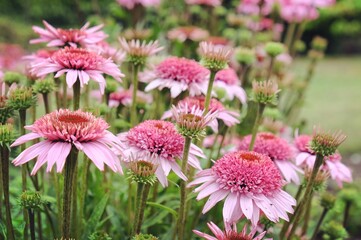 Echinacea purpurea 'Papallo Semi-Double Pink' coneflower blooming in the summer months