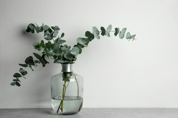 Beautiful eucalyptus branches in glass vase on grey table against white background. Space for text - obrazy, fototapety, plakaty