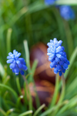 Dyed traditional easter eggs in the fresh spring flowers