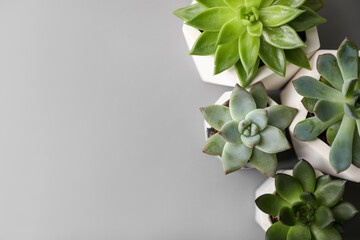 Beautiful succulents on light grey table, flat lay. Space for text