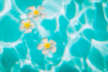 Fototapeta na wymiar Little white and yellow plumeria flowers are in the transparent water, close up, background