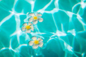Three white plumeria flowers are lying in the transparent water, close up, background