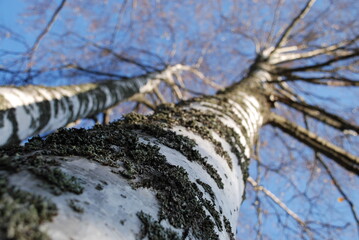 Two tall birch trees bottom view.
Autumn day. Two large birch trunks go up into the light blue sky. There are many branches on the trees. The branches are almost without leaves.