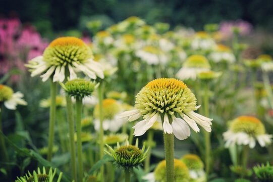 Echinacea purpurea 'Milkshake' conflower blooming in the summer months