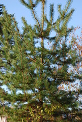 Branches of a young pine tree against the blue sky.
Autumn sunny day, brown eyelids of a young pine tree with green needles grow up against a background of a light blue sky