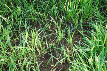 Green gozon with sparse grass and earth in the middle
An autumn sunny day, in the rays of the sun young green shoots of grass on a background of black earth.