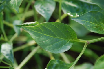 Curled green bell pepper leaf.
Autumn sunny day, in the rays of the sun the green leaves of the Bulgarian pepper plant. (Paprika) close-up of a green leaf against the background of other leaves.