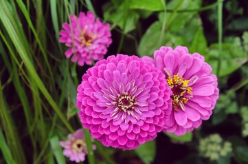 Red Common Zinnia (Zinnia elegans) 'purple prince'  in flower during the summer months