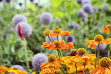 Helenium 'Sahin's Early Flowerer; daisies and  Echinops blue globe thistle in flower during the summer months