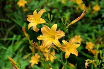 Obraz premium Hemerocallis multiflora lily in flower during the summer months