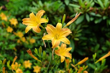 Hemerocallis multiflora lily in flower during the summer months